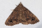 Lepidoptera indet  51 2