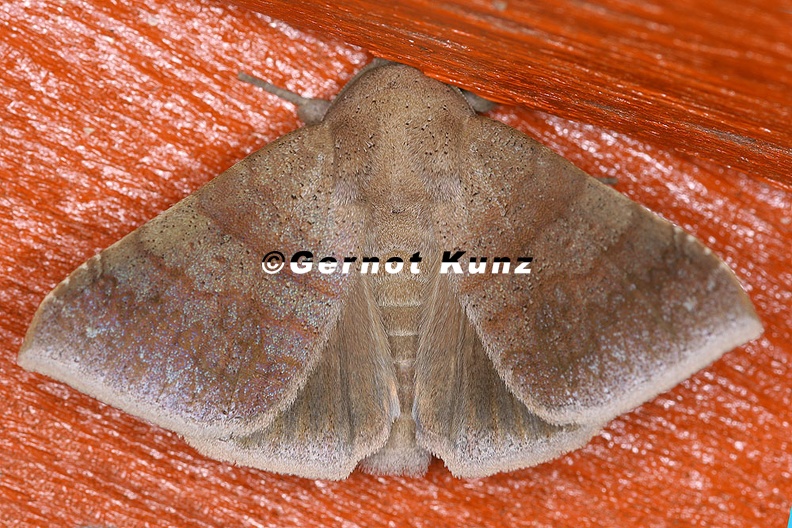 Lepidoptera_indet__55_2.jpg