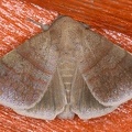 Lepidoptera indet  55 2
