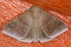 Lepidoptera indet  55 2
