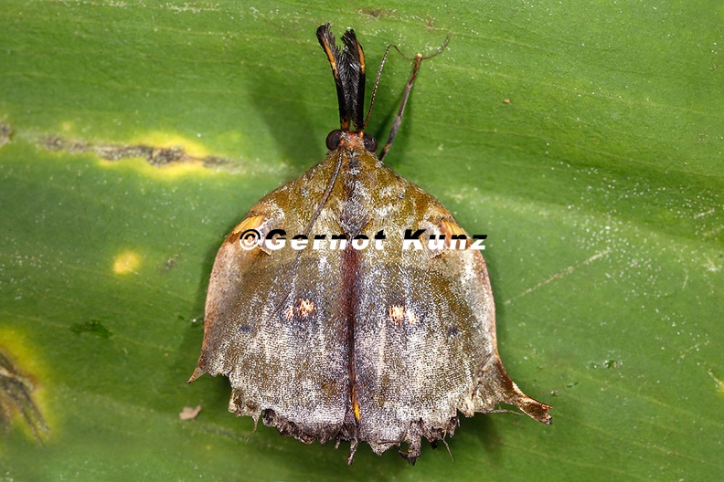 Lepidoptera_indet__56_2_001.jpg