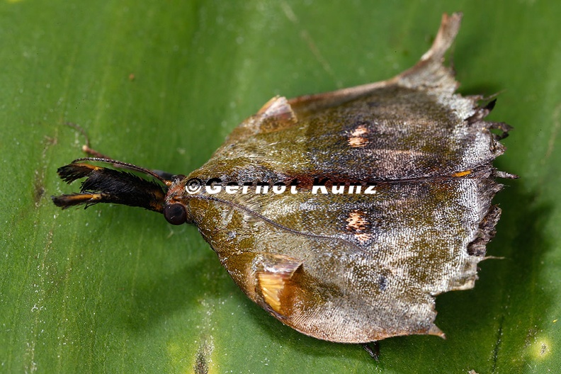 Lepidoptera_indet__58_2.jpg