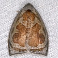 Lepidoptera indet  645 2