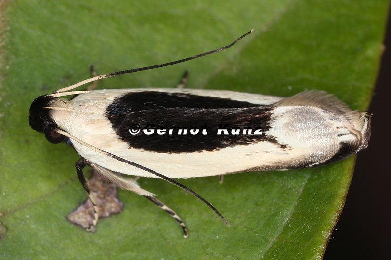 Lepidoptera_indet__646_2.jpg