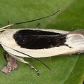 Lepidoptera indet  646 2