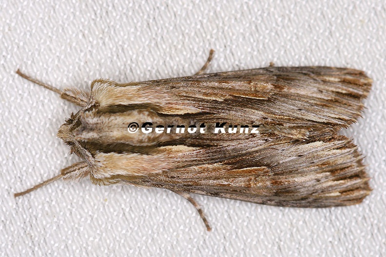 Lepidoptera_indet__73_2.jpg