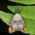 Lepidoptera indet  763 2
