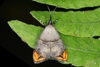 Lepidoptera indet  763 2