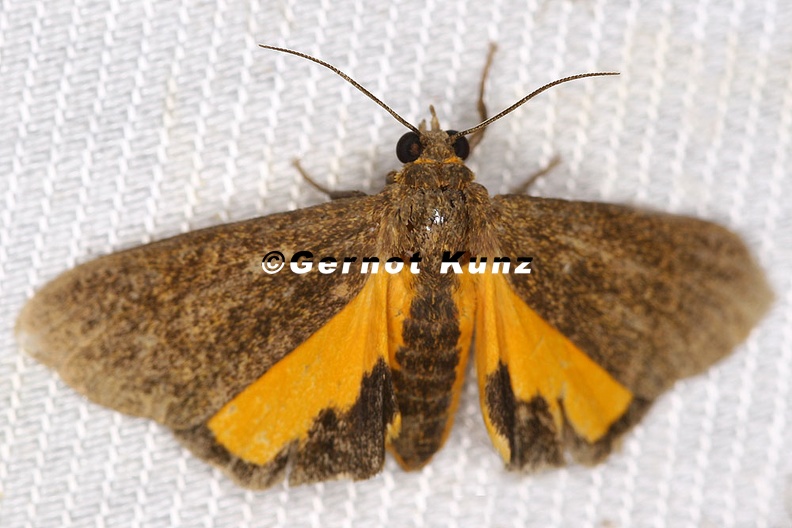 Lepidoptera_indet__7_2_001.jpg