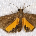 Lepidoptera indet  7 2 001