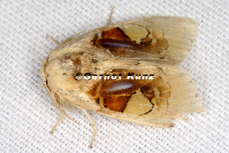 Lepidoptera_indet__81_2.jpg