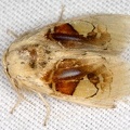 Lepidoptera indet  81 2