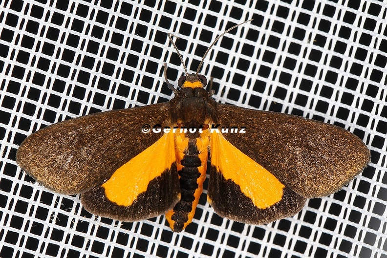 Lepidoptera_indet__8_2_001.jpg