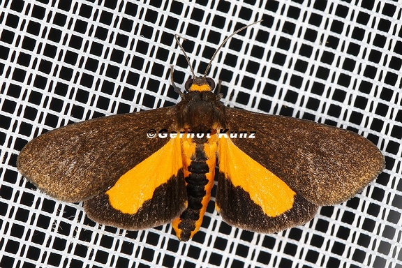 Lepidoptera indet  8 2 001