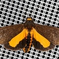 Lepidoptera indet  8 2 001