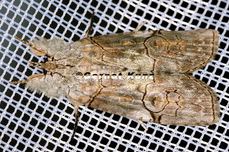 Lepidoptera_indet__94_2.jpg