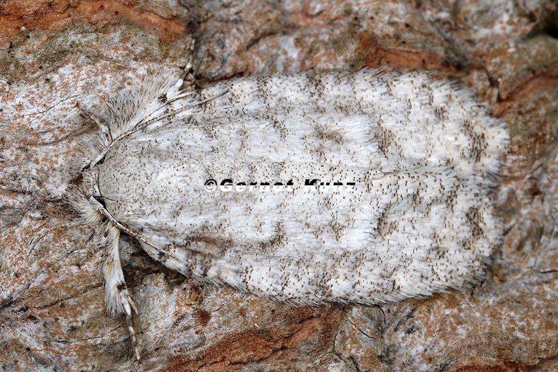 Lepidoptera_indet__9_2.jpg
