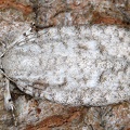 Lepidoptera indet  9 2