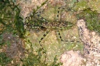 Liturgusa sp   Neotropical Bark Mantis 1 2