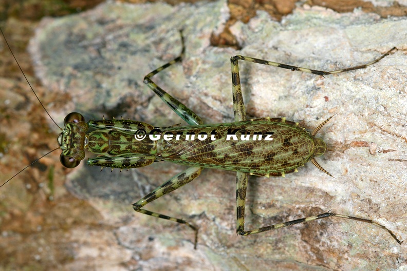Liturgusa sp Neotropical Bark Mantis 4 2 - Liturgusa_sp___Neotropical_Bark_Mantis_4_2.jpg Liturgusa_sp___Neotropical_Bark_Mantis_4_2.jpg