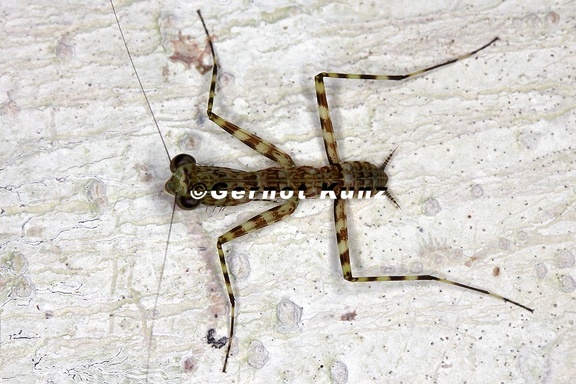 Liturgusa sp   Neotropical Bark Mantis L1 2