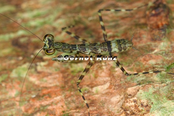 Liturgusa sp   Neotropical Bark Mantis L2 2