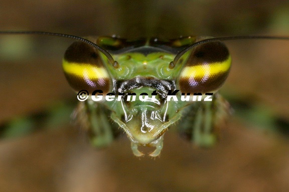 Liturgusa sp   Neotropical Bark Mantis L3 2