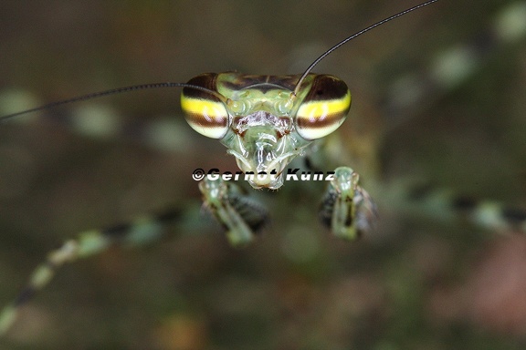 Liturgusa sp   Neotropical Bark Mantis L4 2