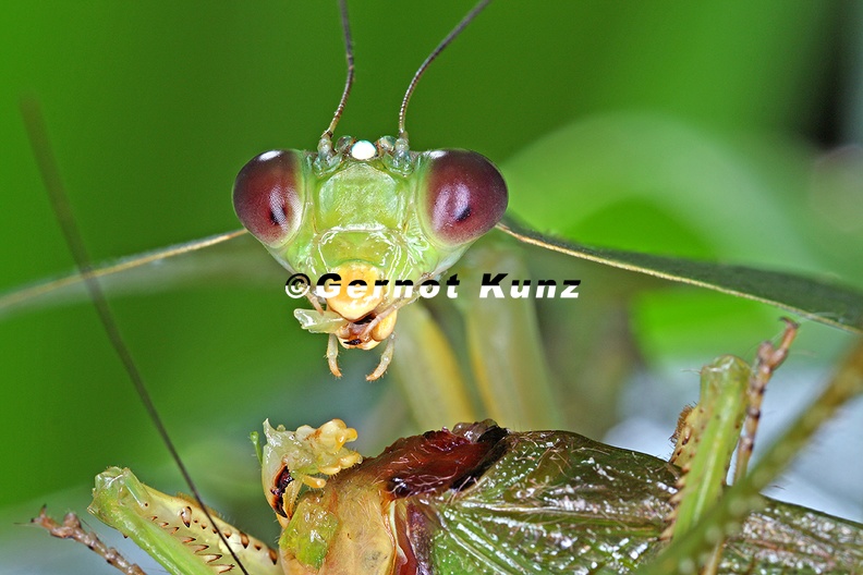 Choeradodis rhombicollis Peruvian Shield Mantis 12 1 - Choeradodis_rhombicollis__Peruvian_Shield_Mantis_12_1.jpg Choeradodis_rhombicollis__Peruvian_Shield_Mantis_12_1.jpg