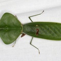 Choeradodis rhombicollis  Peruvian Shield Mantis 1 2