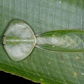 Choeradodis rhombicollis  Peruvian Shield Mantis 4 2