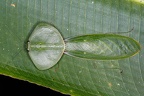 Choeradodis rhombicollis  Peruvian Shield Mantis 4 2