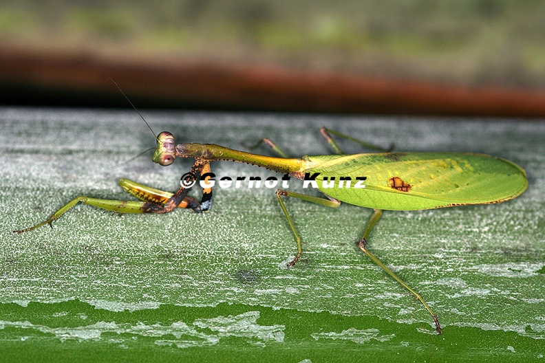 Parastagmatoptera_1_2.jpg