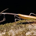 Pseudovates sp21 2
