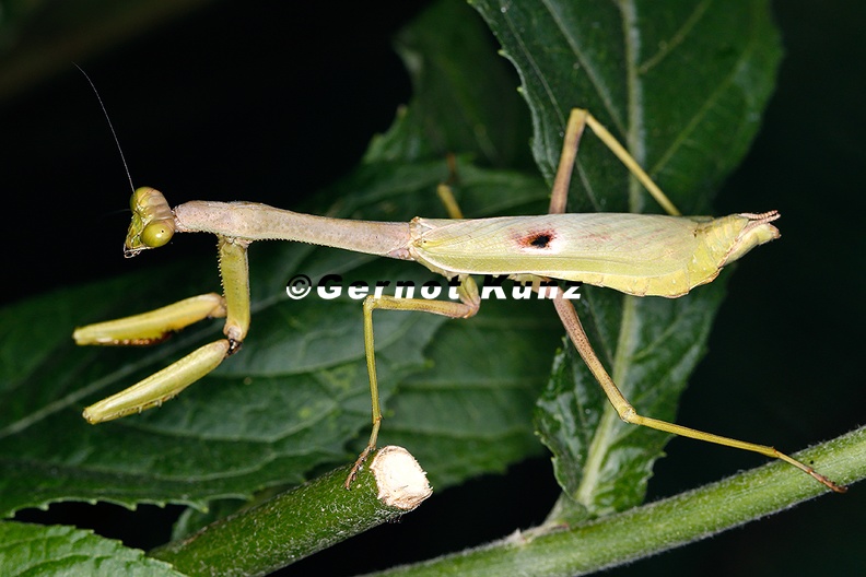 Stagmomantis_sp__1_2.jpg