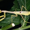 Stagmomantis sp  1 2