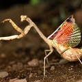 Stagmomantis sp  3 2