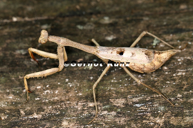 Stagmomantis_sp__5_2.jpg