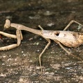 Stagmomantis sp  5 2