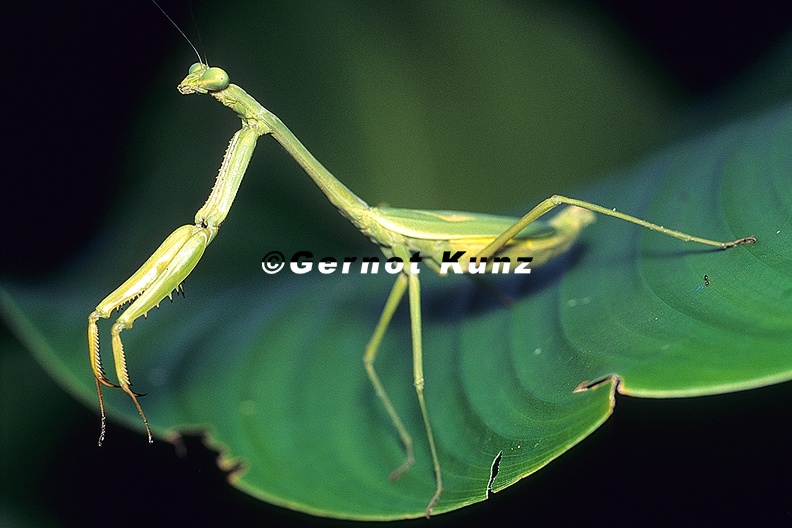 Stagmomantis_sp__6_2.jpg