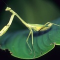 Stagmomantis sp  6 2
