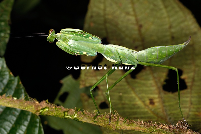 Stagmomantis_sp__L5_2.jpg