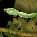 Stagmomantis sp  L5 2