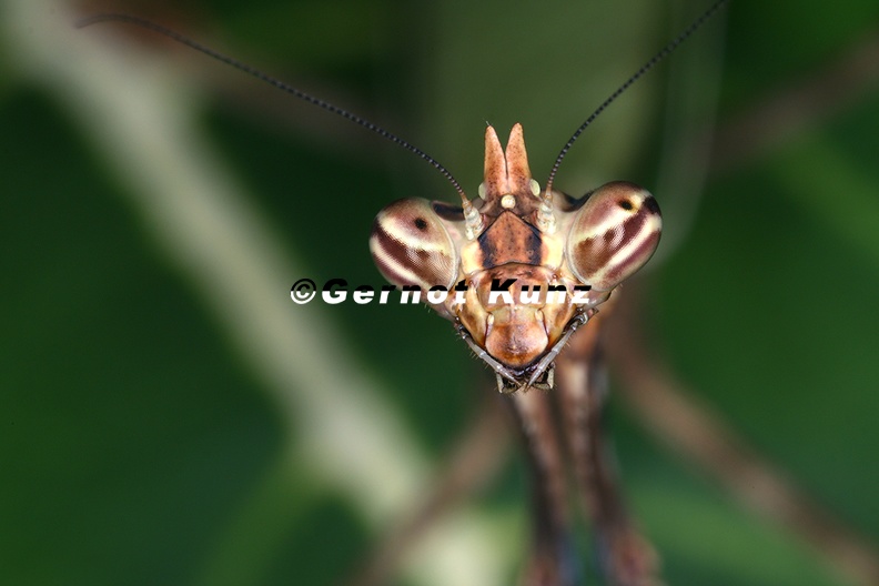 Vates_pectinicornis_1_3.jpg
