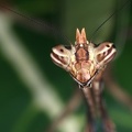 Vates pectinicornis 1 3