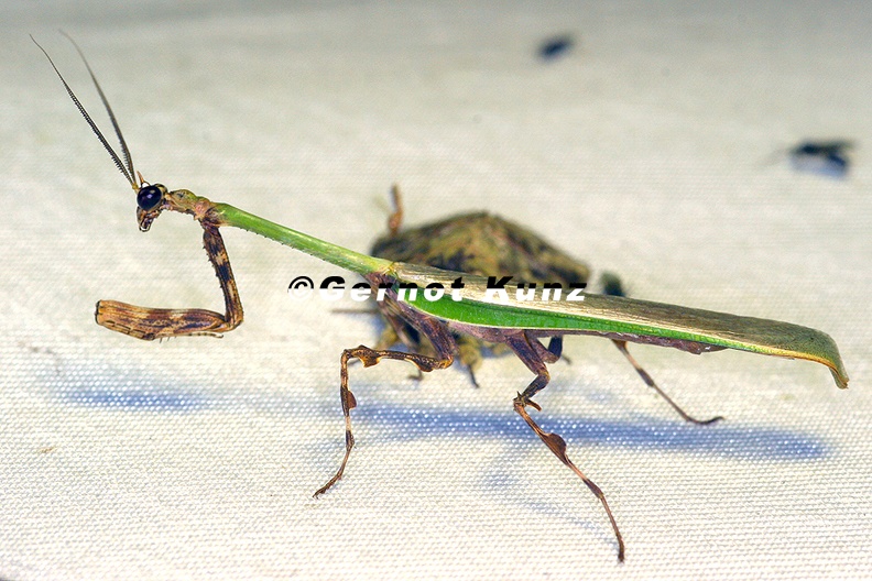 Vates_pectinicornis_M1_2.jpg