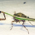 Vates pectinicornis M1 2
