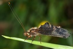 Ascalaphidae  Schmetterlingshafte 2 2v