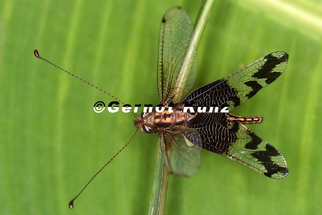 Ascalaphidae  Schmetterlingshafte 5 2v