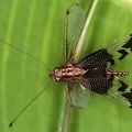 Ascalaphidae  Schmetterlingshafte 5 2v
